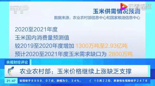 央视调查 玉米价格高涨掀波澜，市场变化多端，未来走势如何？
